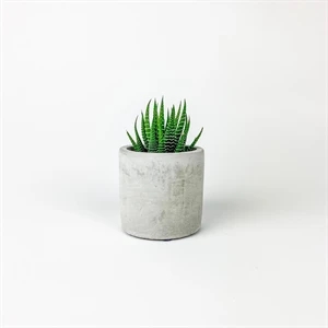 Succulent in Mini Parker Line - Cylinder