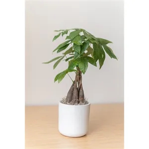 Money Tree in Large Mason Line Pot