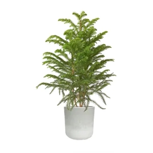 Holiday Tree in Large Mason Line Pot