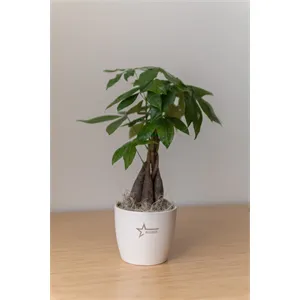 Money Tree in Large Harlow Line Pot