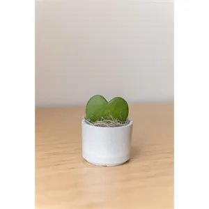 Hoya Heart in Mini Mason Pot