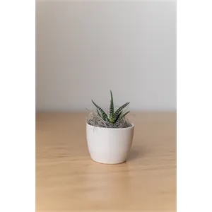 Zebra Succulent in Mini Harlow Pot