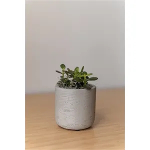 Jade Plant in Large Gray Wilson Pot