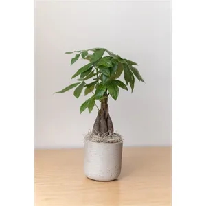 Money Tree in Large Gray Wilson Pot