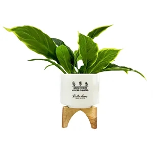 Decorative Ceramic Planter & Stand