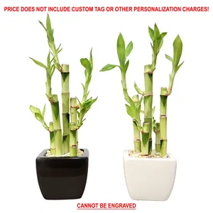 Promo 3" x 3" Vase With 5 Lucky Bamboo Stalks