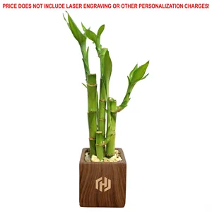 3" x 3" Woodgrain Square Vase with 5 Lucky Bamboo Stalks