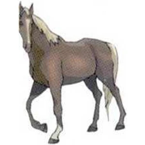 Temporary Tattoos (tm) - Stock, Non Toxic, Hypoallergenic 2" X 2" Horse Tattoo Is Fda Certified