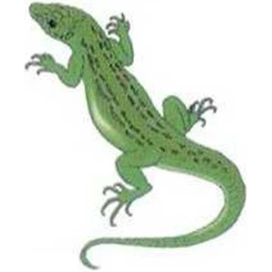 Temporary Tattoos (tm) - Stock, Non Toxic, Hypoallergenic 2" X 2" Green Reptile Tattoo Is Fda Certified