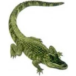 Temporary Tattoos (tm) - Stock, Non Toxic, Hypoallergenic 2" X 2" Alligator Tattoo Is Fda Certified