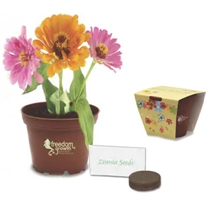 Sprout Tyme - Petite Kit - Planter Kit With Plastic Planter, Seeds, Soil Disks And Instructions
