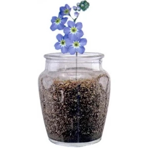 40 Working Days - Forget-me-not Plant Kit With Seeds, Soil And Curvy Jar (cpp-1974). Clear Jar