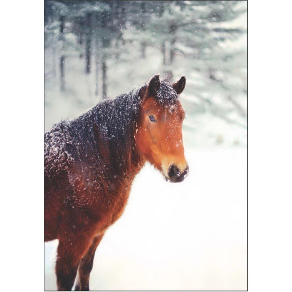 Horse in Snow - Horse in Snow - Image 0 of 0