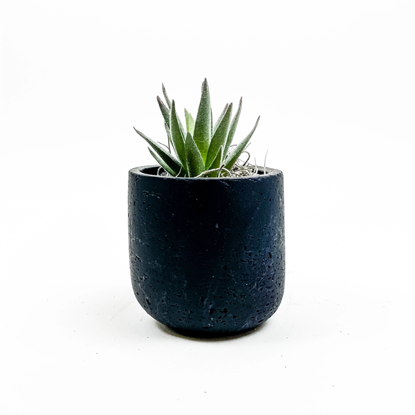 Faux Succulent in Mini Wilson Pots - Faux Succulent in Mini Wilson Pots - Image 0 of 2