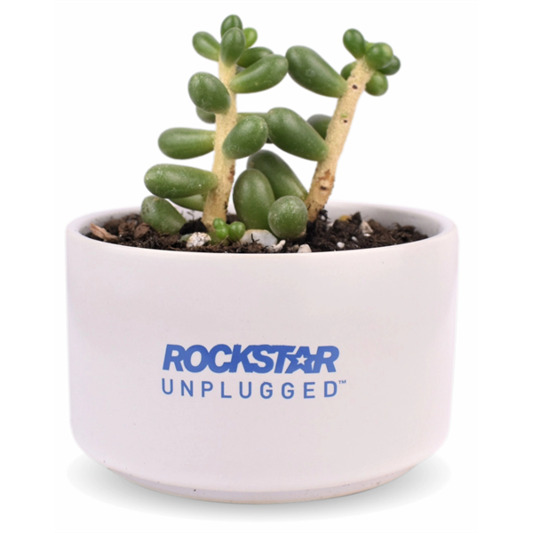 Succulent Plant with Large Round Ceramic Pot - Succulent Plant with Large Round Ceramic Pot - Image 0 of 4