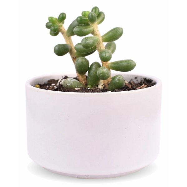 Succulent Plant with Large Round Ceramic Pot - Succulent Plant with Large Round Ceramic Pot - Image 2 of 4