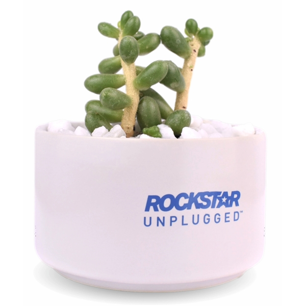 Succulent Plant with Large Round Ceramic Pot - Succulent Plant with Large Round Ceramic Pot - Image 3 of 4