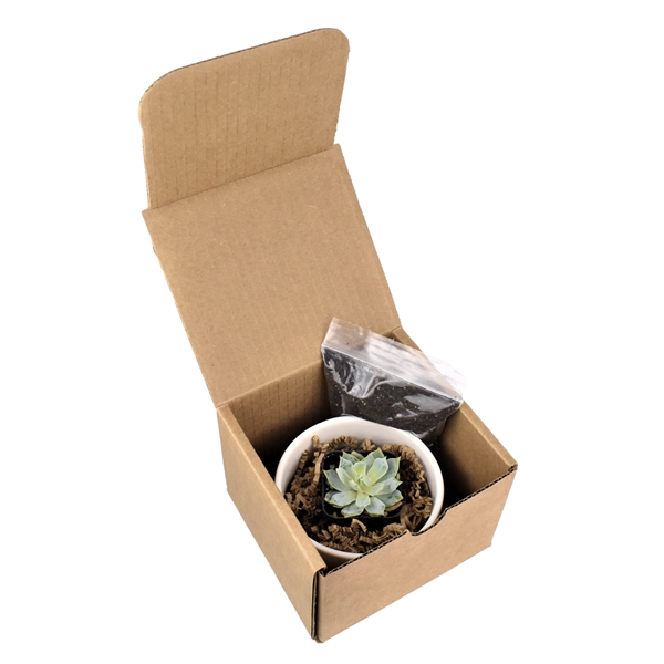 Succulent Plant with Large Round Ceramic Pot - Succulent Plant with Large Round Ceramic Pot - Image 1 of 4