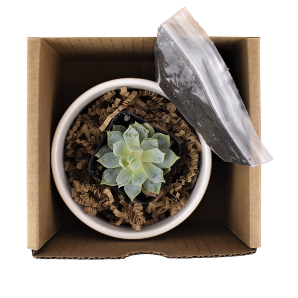 Succulent Plant with Large Round Ceramic Pot - Succulent Plant with Large Round Ceramic Pot - Image 4 of 4