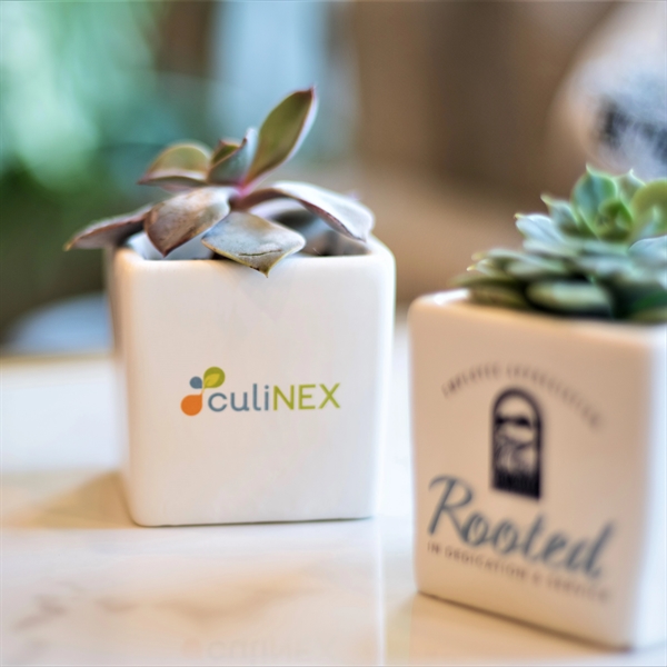Appreciation Gift Kit- Succulent Plant with Ceramic Pot - Appreciation Gift Kit- Succulent Plant with Ceramic Pot - Image 0 of 7
