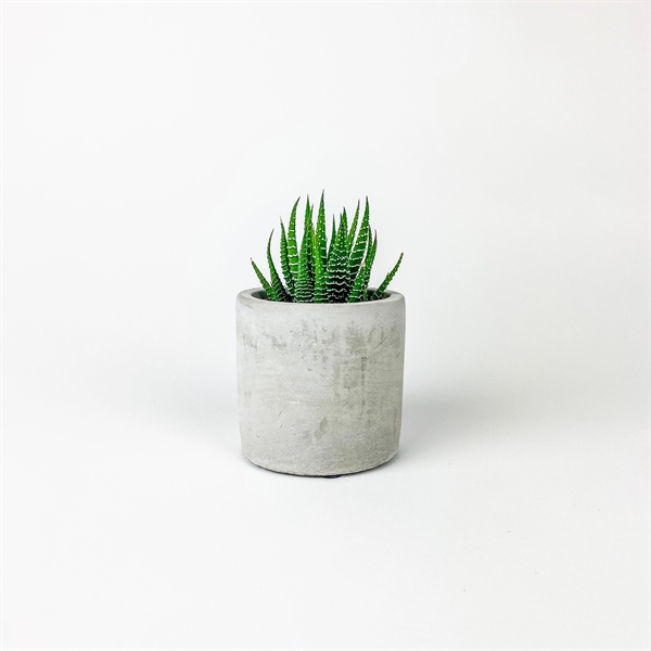 Succulent in Mini Parker Line - Cylinder - Succulent in Mini Parker Line - Cylinder - Image 0 of 1