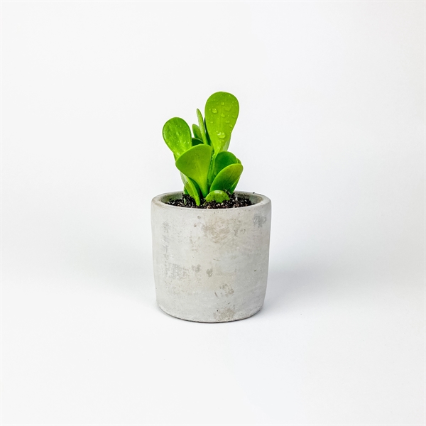 Succulent in Mini Parker Line - Cylinder - Succulent in Mini Parker Line - Cylinder - Image 1 of 1