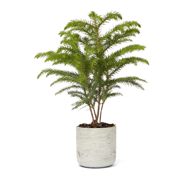 Holiday Tree in Gray Wilson Pot - Holiday Tree in Gray Wilson Pot - Image 0 of 3