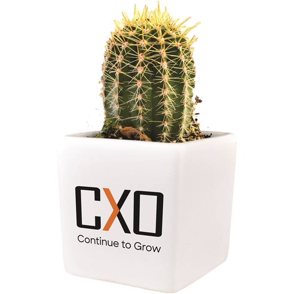 Cactus Growing Gift Kit with Ceramic Pot - Cactus Growing Gift Kit with Ceramic Pot - Image 0 of 1