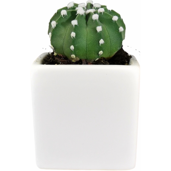 Cactus Growing Gift Kit with Ceramic Pot - Cactus Growing Gift Kit with Ceramic Pot - Image 1 of 1