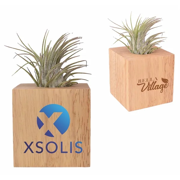 Air Plant with Wood Cube - Air Plant with Wood Cube - Image 0 of 0