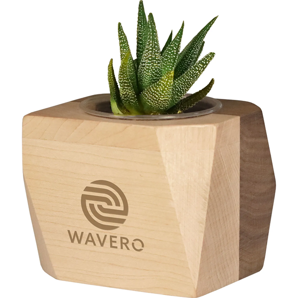 Geometric Wooden Planter with Succulent - Geometric Wooden Planter with Succulent - Image 0 of 4