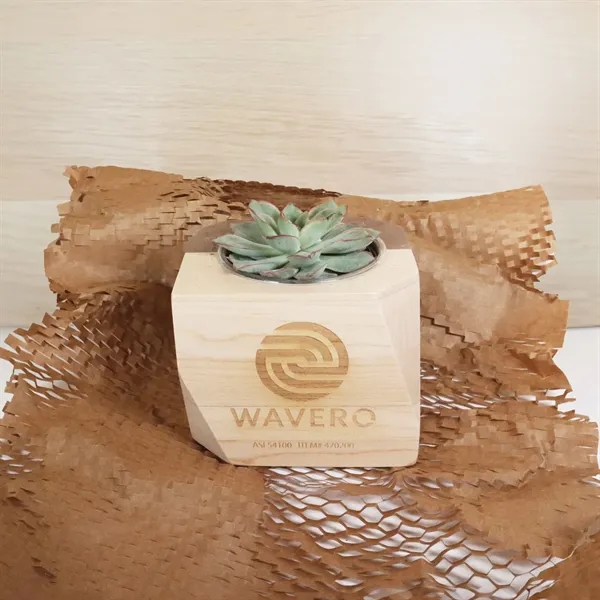 Geometric Wooden Planter with Succulent - Geometric Wooden Planter with Succulent - Image 4 of 4