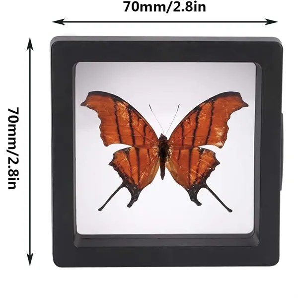 Floating Display Case - Floating Display Case - Image 3 of 6