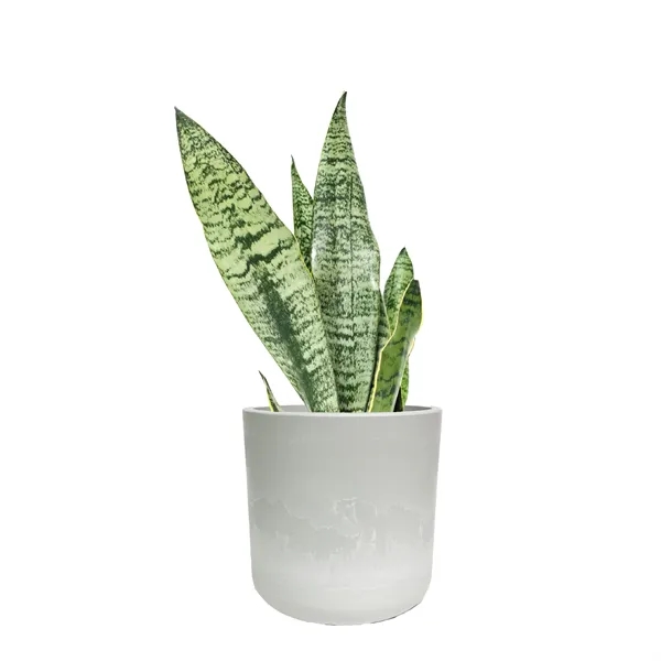 Snake Plant in Large Mason Line Pot - Snake Plant in Large Mason Line Pot - Image 1 of 2