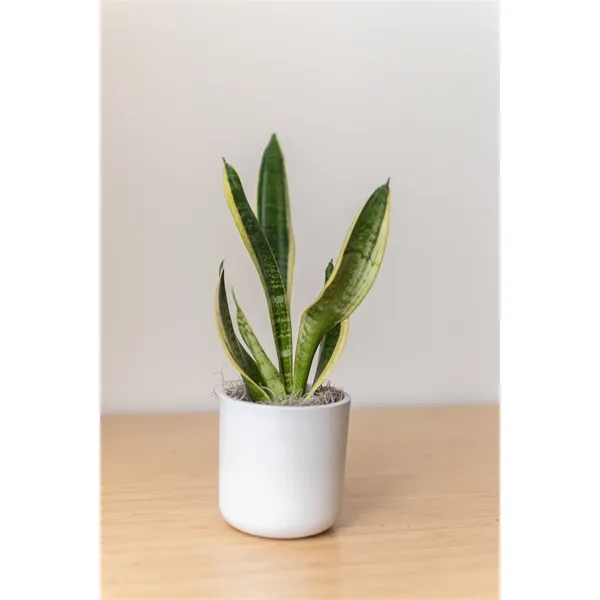 Snake Plant in Large Mason Line Pot - Snake Plant in Large Mason Line Pot - Image 2 of 2