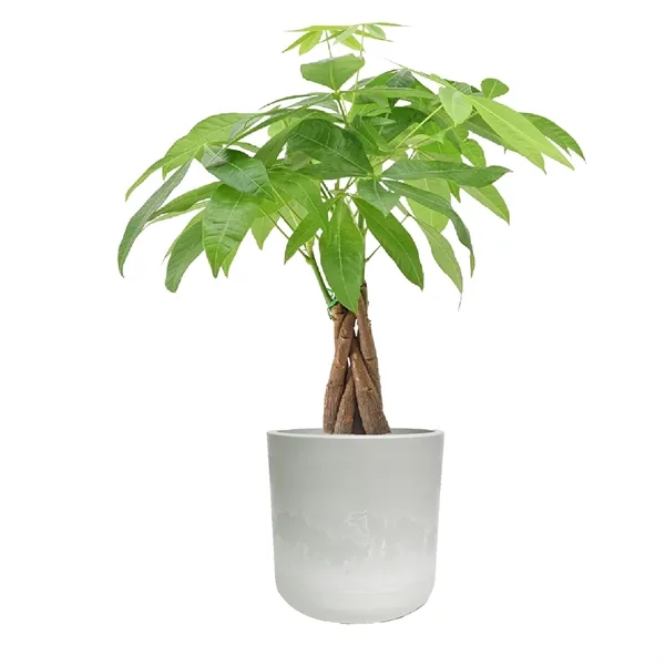 Money Tree in Large Mason Line Pot - Money Tree in Large Mason Line Pot - Image 2 of 2