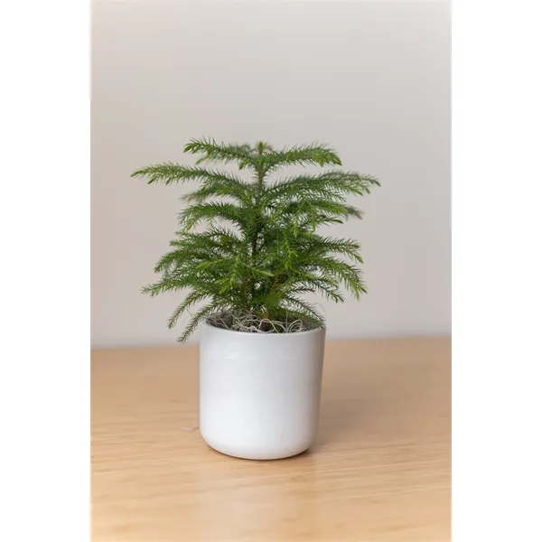 Holiday Tree in Large Mason Line Pot - Holiday Tree in Large Mason Line Pot - Image 1 of 2