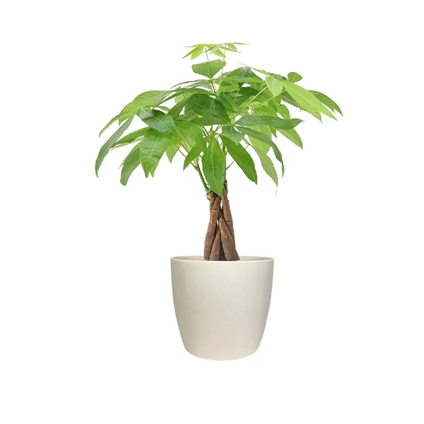 Money Tree in Large Harlow Line Pot - Money Tree in Large Harlow Line Pot - Image 1 of 1