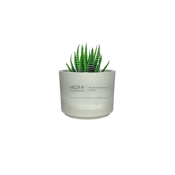 Zebra Suculent in Mini Mason Pot - Zebra Suculent in Mini Mason Pot - Image 1 of 1