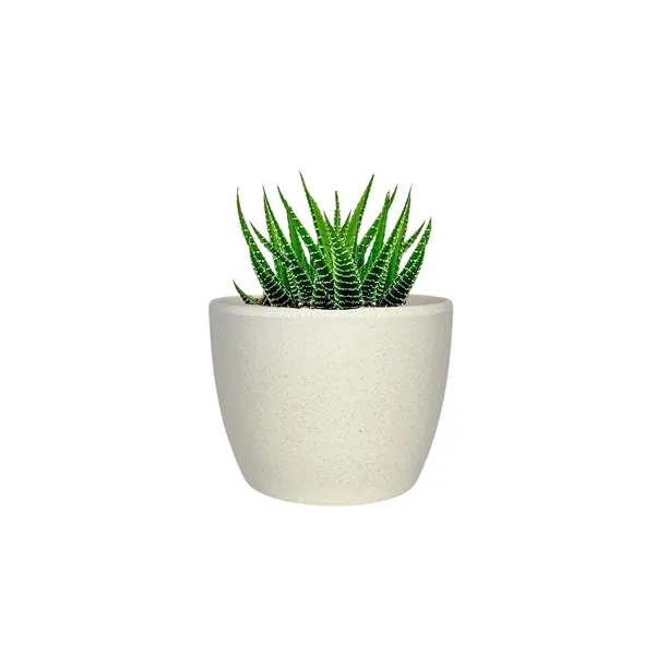 Zebra Succulent in Mini Harlow Pot - Zebra Succulent in Mini Harlow Pot - Image 1 of 2