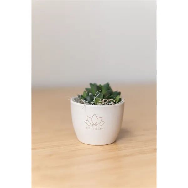 Zebra Succulent in Mini Harlow Pot - Zebra Succulent in Mini Harlow Pot - Image 2 of 2