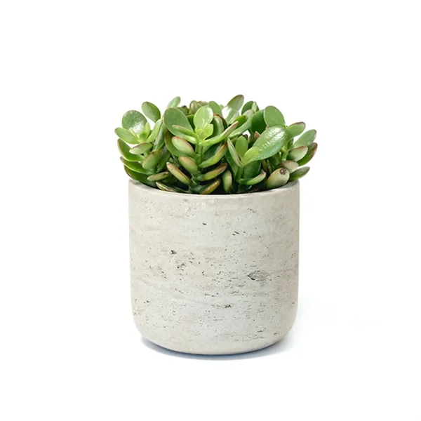 Jade Plant in Large Gray Wilson Pot - Jade Plant in Large Gray Wilson Pot - Image 4 of 4