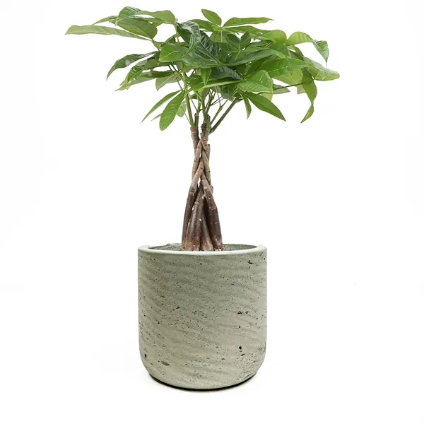 Money Tree in Large Gray Wilson Pot - Money Tree in Large Gray Wilson Pot - Image 3 of 4