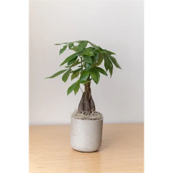 Money Tree in Large Gray Wilson Pot - Money Tree in Large Gray Wilson Pot - Image 0 of 4