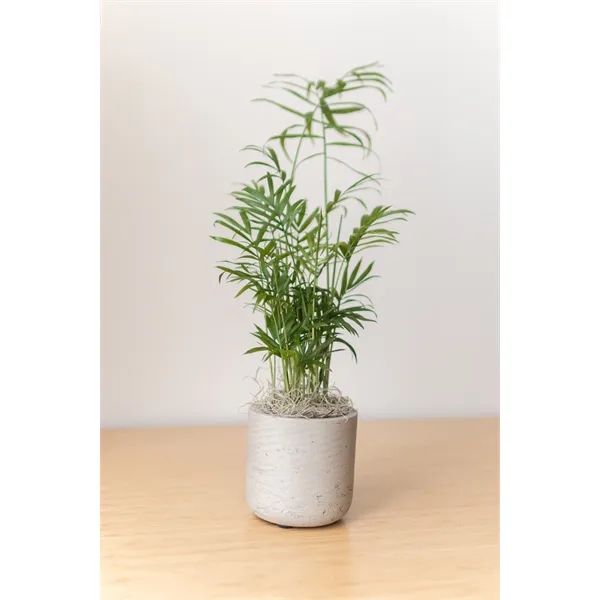 Bella Palm in Large Gray Wilson Pot - Bella Palm in Large Gray Wilson Pot - Image 0 of 4