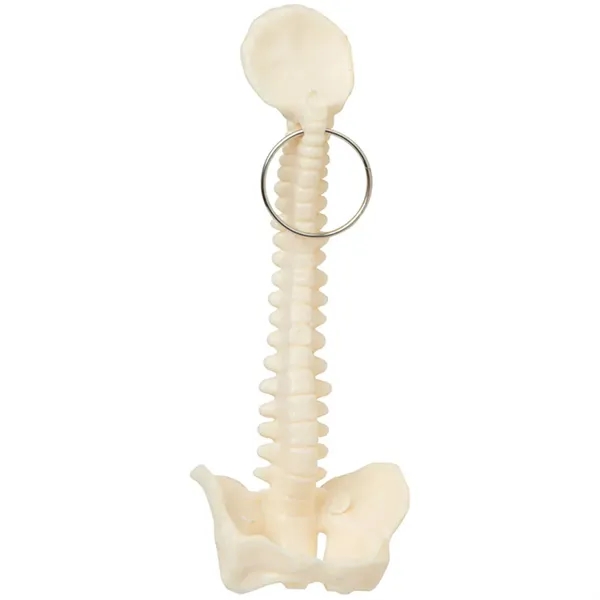 Spine and Pelvis Bone Keyring