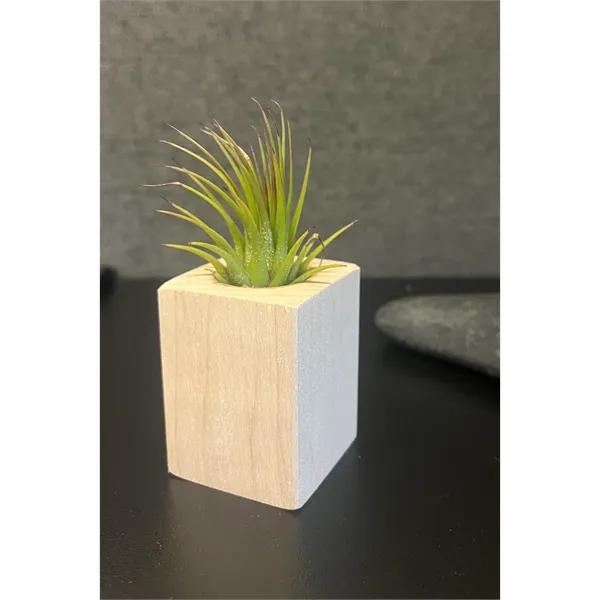 Air Plant with Wood Block Holder - Air Plant with Wood Block Holder - Image 0 of 0