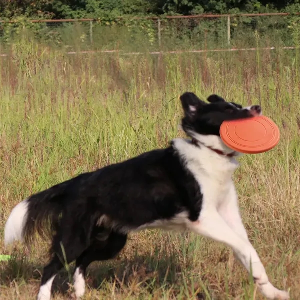 Durable Soft Interactive Water-Resistant Pet Toy Dog Frisbee - Durable Soft Interactive Water-Resistant Pet Toy Dog Frisbee - Image 4 of 10