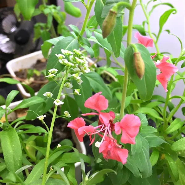 Modern Natural Seed Paper Business Cards - Modern Natural Seed Paper Business Cards - Image 5 of 5