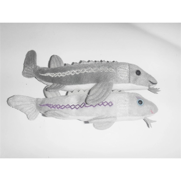 Sturgeon Fish